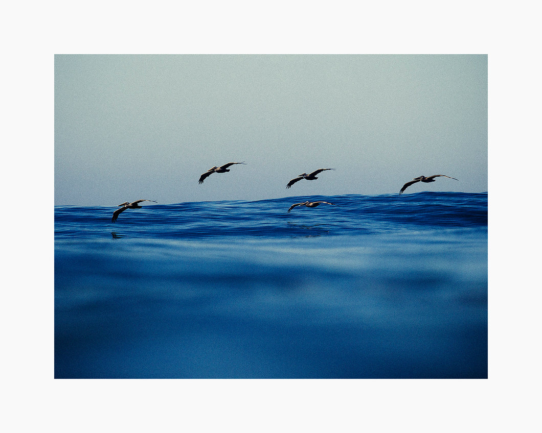 Oceanside Pelicans