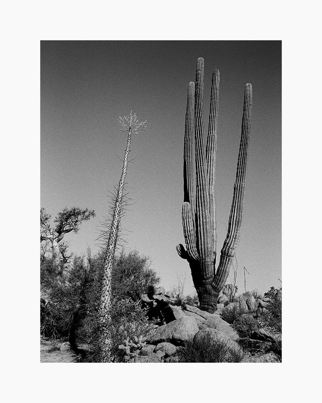Baja Cactus