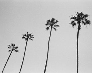 4 Palms Oceanside